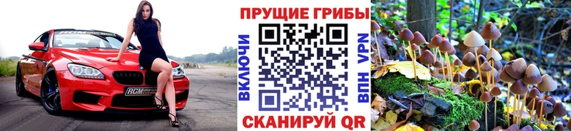 Псилоцибиновые грибы Cubensis  Заинск 